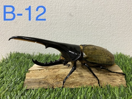 ヘラクレスオオカブト　155upオス単品 (B-12)