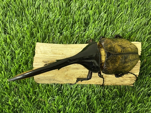 へらクレスオオカブト 140upオス単品 (B-11)