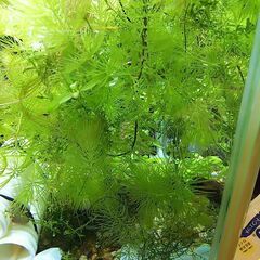 水草　マツモ２４