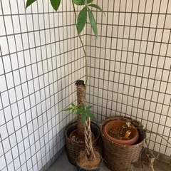 観葉植物 引き取りのみ 配送不可