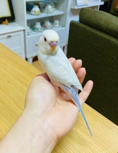 白いセキセイインコを探しています のりあいしゃ 岐阜の手伝って 助けての助け合い ジモティー 白いセキセイインコを探しています のりあいしゃ 岐阜の手伝って 助けての助け合い ジモティー