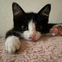 生後4ヶ月のメスのハチワレ猫です🐈の画像