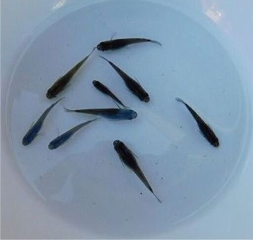 手渡しできる方のみ 改良メダカ スーパーブラックの若魚10匹 Masa 刃物会館前のその他の中古あげます 譲ります ジモティーで不用品の処分