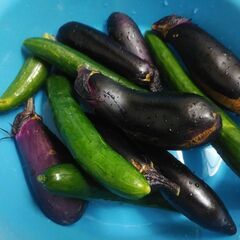 第42弾　無料新鮮野菜　茄子🍆キュウリ🥒