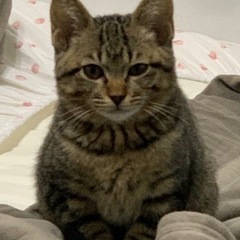 一歳の猫が新しい家庭を探しています