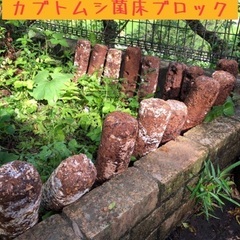 カブトムシ&クワガタの栄養補給‼️しいたけ菌床ブロック1個〜