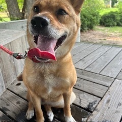 鳥取県 米子市の犬の里親募集 ジモティー