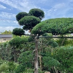 植木の事ならお任せください！