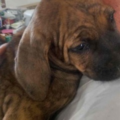とってもかわいい土佐犬パピー 女の子 幸せなおうちを探しています Iio 春日部の犬の里親募集 ジモティー