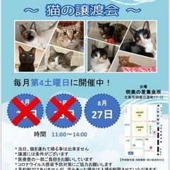 8月の四条畷駅　猫の譲渡会