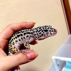 ヒョウモントカゲモドキ