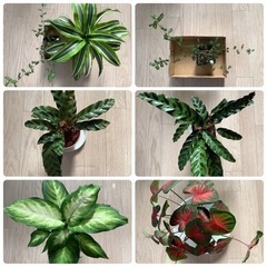 観葉植物いろいろ