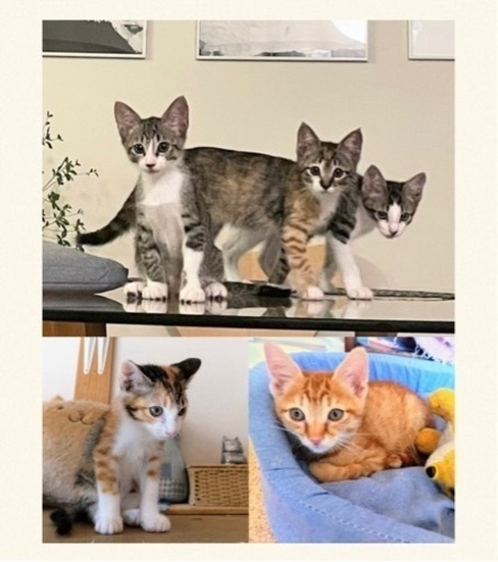 可愛い子にゃんこ兄妹 おけい 住道の猫の里親募集 ジモティー