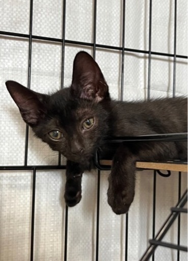 甘え上手でちょっと鈍臭いwお茶目な黒猫ケーくん チャトラ 四条畷の猫の里親募集 ジモティー