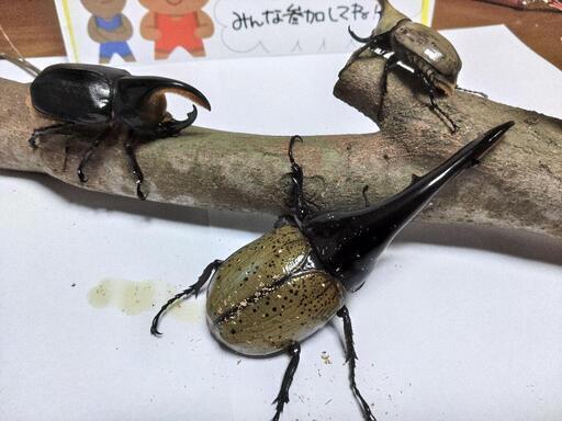 カブトムシクワガタ祭り ガッツ 現川の地域 お祭りのイベント参加者募集 無料掲載の掲示板 ジモティー