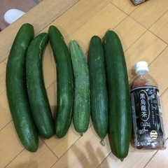 オバケきゅうり、どうぞ！