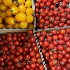 （再販）農家ミニトマト赤　1袋100円