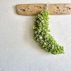 アナベル紫陽花 三日月リース