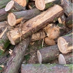 伐採木譲ってください。（杉でも可能です）（無料）薪ストーブ用に利...