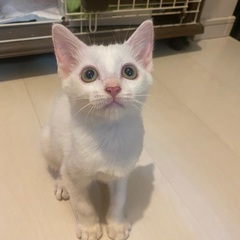白猫の男の子2ヶ月