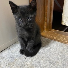 0歳2ヶ月の子猫　里親になっていただける方探しております − 愛媛県