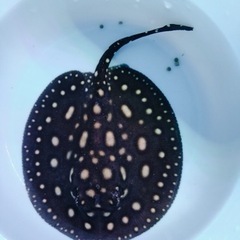 激安！品川血統受け継ぐダイヤモンドポルカ♀淡水エイ 熱帯魚 - 家具 