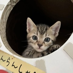in豊明☆続々子猫祭り!!☆保護猫の譲渡会2022年8月6日（土...