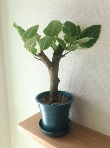 観葉植物　フィカス・アルテシマ　30cm　ブルーカラーの3.5号の鉢と受け皿付き