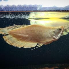 アルビノシルバーアロワナウルトラショートプラチナタイプ