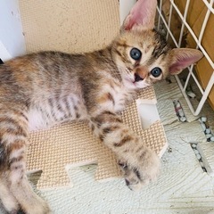 ６月21日生まれの子猫ちゃん🐱②里親さん決まりました！