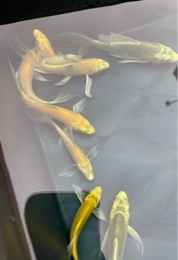 鯉メダカウーパールーパー Marukyo 多度のその他の中古あげます 譲ります ジモティーで不用品の処分