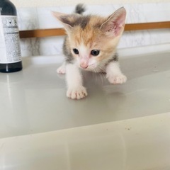 ６月21日生まれの子猫ちゃん🐱③