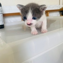 ７月２日生まれの子猫ちゃん🐱④