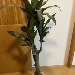 貰ってやって下さい　植木　人工観葉植物