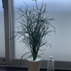 【オシャレ観葉植物、手間要らず】ミルクブッシュ/別名ミドリサンゴ