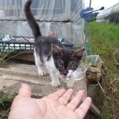 子猫 近所のビニールハウスにいました