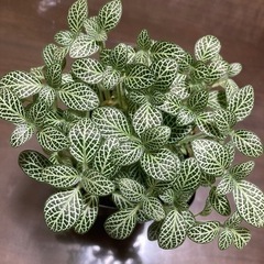 【取り引き先決定】植物の名前わすれました