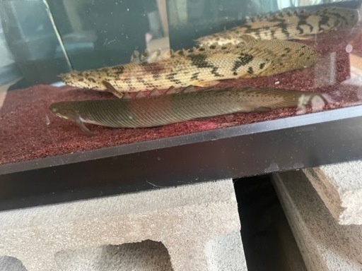 エンドリケリー セネガル アルビノ