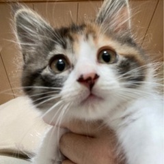 トライアル決まりました。三毛猫　おこめちゃん