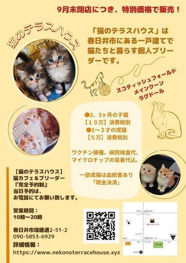 閉店します 猫のテラスハウス 勝川の猫の無料広告 無料掲載の掲示板 ジモティー 閉店します 猫のテラスハウス 勝川の猫の無料広告 無料掲載の掲示板 ジモティー