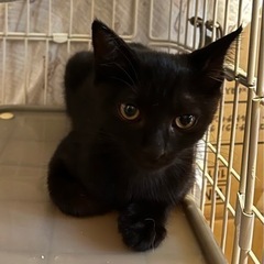 【決まりました】子猫の里親募集　3か月の黒猫
