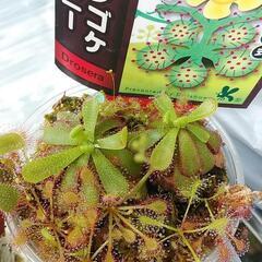 自由研究に食虫植物はいかが？