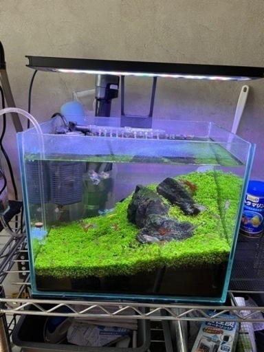 東武練馬駅付近受け渡し限定 グッピーオスメス約15匹 ミナミヌマエビ約匹セット 600円 ハルピーマン 東武練馬のその他の中古あげます 譲ります ジモティーで不用品の処分