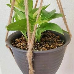 プラントハンガー付きポトス（成長鑑賞用）観葉植物