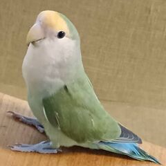 コザクラインコの里親募集 無料であげます 譲ります ジモティー