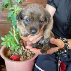 夢見る不思議系女子💓子犬の「あつ」ちゃん🥰