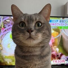 里親さん募集　アメリカンショートヘアー　オス猫　４さい