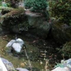 使っていない庭の池の一部（底）を削って雨水がたまらないようにしたい