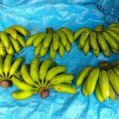🍌【値引】無農薬バナナ　お盆準備にいかがですか。