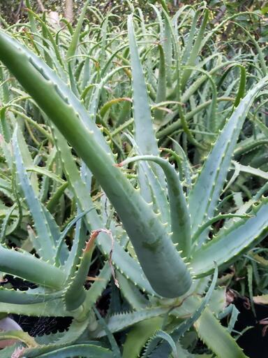 キダチアロエ大好評につき大きな鉢で育てているアロエを出品します Piro 中浜のその他の中古あげます 譲ります ジモティーで不用品の処分